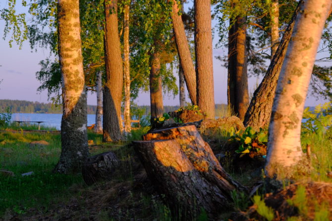 nature at camping Ruokoniemi