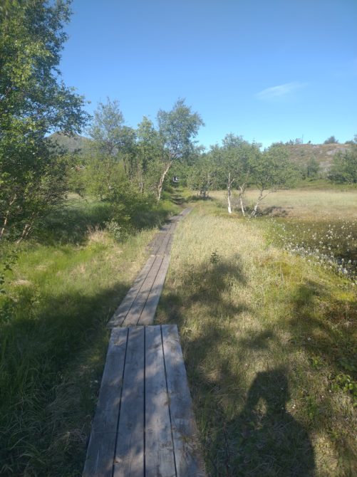 Walking through the woods from campsite to Vågan